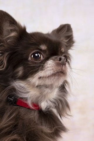 Flamingo f-5363657 - Collier