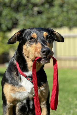 Flamingo f-5363327 - Laisse