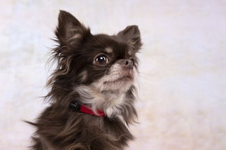 Flamingo f-5367899 - Collier