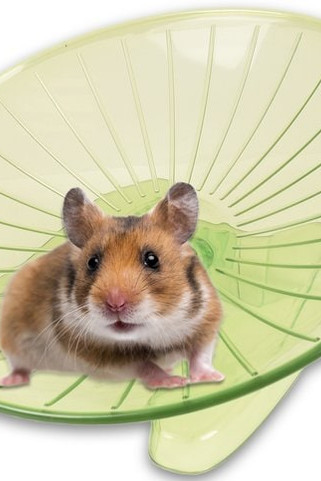 Flamingo f-210194 - Jouet Disque dexercice