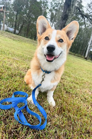 Flamingo f-519891 - Collier