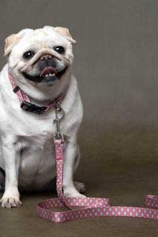 Flamingo f-520078 - Laisse Rose