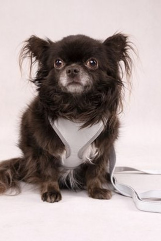 Flamingo f-520000 - Harnais menthe