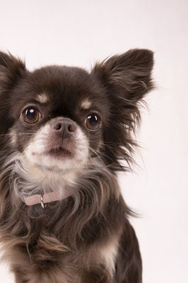 Flamingo f-519999 - Collier Vieux rose