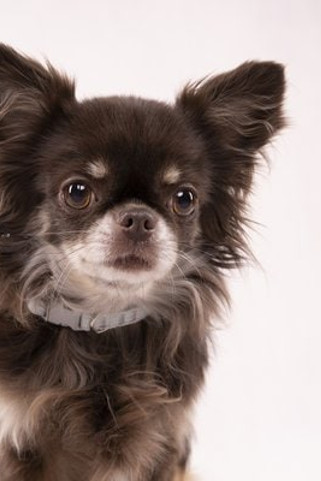 Flamingo f-519996 - Collier menthe