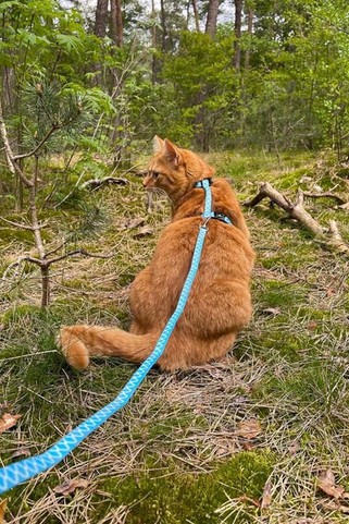 Flamingo f-560935 - Harnais avec laisse