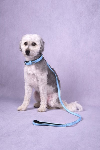 Flamingo f-520369 - Laisse Avec neoprène