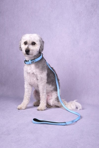 Flamingo f-520369 - Laisse Avec neoprène