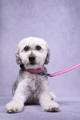 Flamingo f-520373 - Laisse Avec neoprène