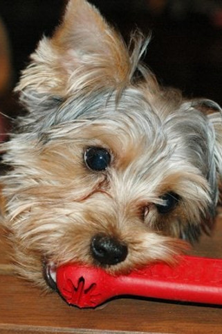 Kong® f-520468 - Kong® Jouet Goodie Bone™ Os