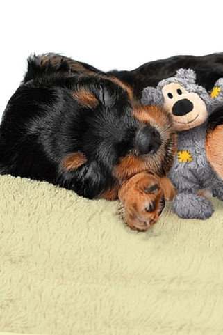 Kong® f-520478 - Kong® Jouet Wild Ours