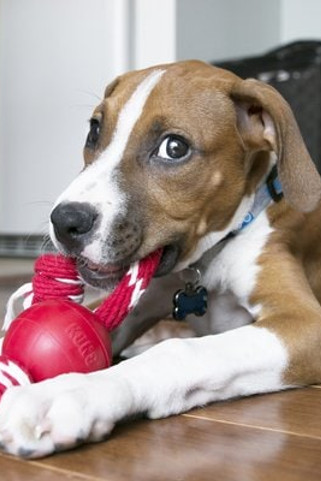 Kong® f-520474 - Kong® Jouet