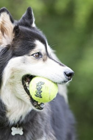 Kong® f-520472 - Kong® Jouet Balle