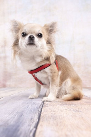 Flamingo f-521423 - Harnais Step&Go