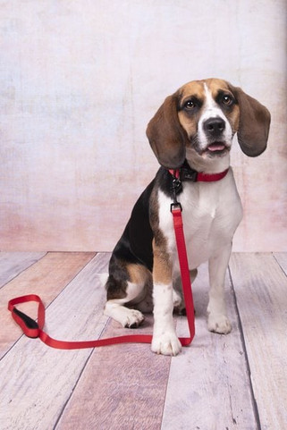 Flamingo f-521414 - Collier