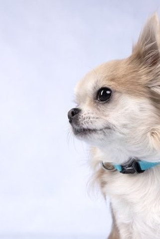 Flamingo f-521578 - Collier Turquoise