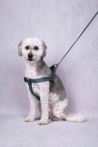 Flamingo f-521874 - Laisse foncé