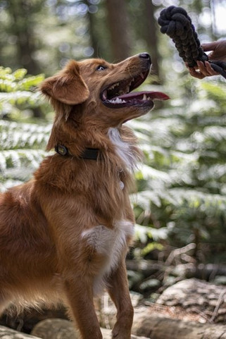 Flamingo f-521943 - Jouet Corde à tirer Tissé foncé