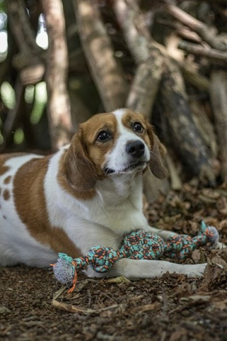 Flamingo f-521958 - Jouet Cordon Balle nouée avec 2 noeuds