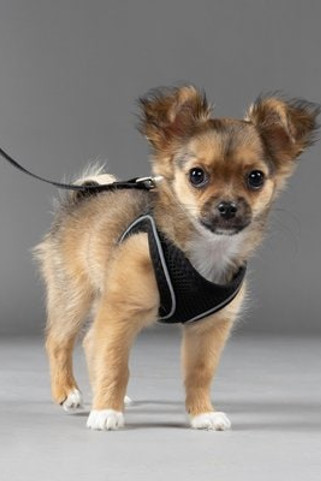 Flamingo f-522143 - Harnais Step&Go