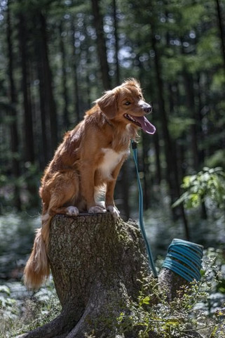 Flamingo f-522189 - Laisse dentraînement et à pister Turquoise