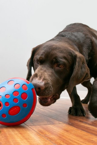 Kong® f-522553 - Kong® Jouet