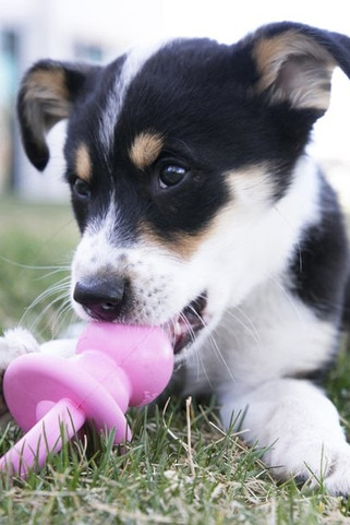 Kong® f-507462 - Kong® Jouet Tétine