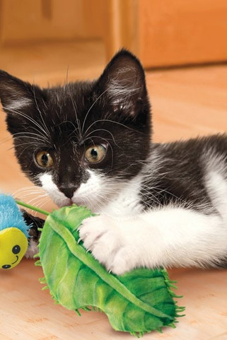 Kong® f-561511 - Kong® Jouet Chenille