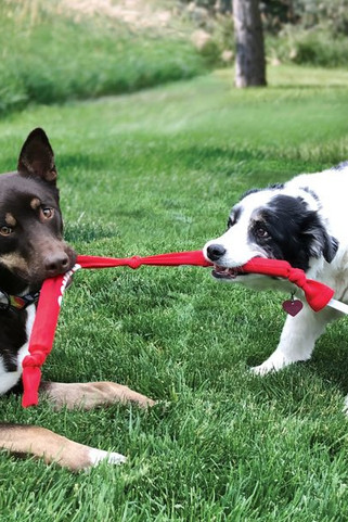 Kong® f-523038 - Kong® Jouet