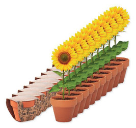 Pack mit 10 GiftRetail MO6147 - SUNFLOWER Terracotta-Topf Sonnenblume