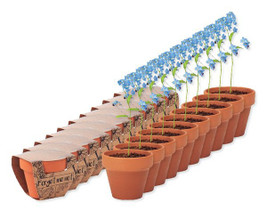 Pack of 10 GiftRetail MO6146 - FORGET ME NOT Charming Terracotta Pot with Forget Me Not Seeds