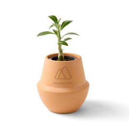 Modern Sprout 103087 - Kit de cultivo moderno de terracota para bonsái