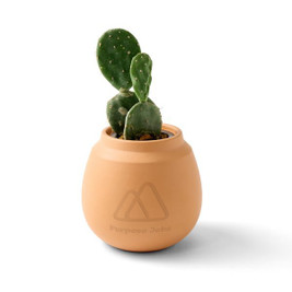 Modern Sprout 103088 - Modern Terracotta Grow Kit Cactus