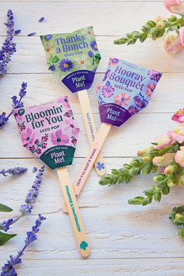 Modern Sprout 103175 - Semilla de flor pop
